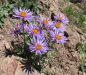 Alpen-Aster