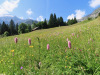 Ramsermatten 1387m; Schwalmere 2777m,  Burg 1947m, vo Doren 1986m,   Rengghorn 2013m,