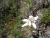 Edelweiss,Leontopodium nivale