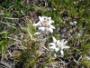 Edelweiss,Leontopodium nivale
