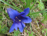 Stängelloser Kalk-Enzian, Gentiana clusii