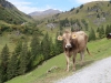 der Weg hinauf zur Alp Pfanni