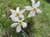 WeiÃe oder Dichter-Narzisse (Narcissus poeticus)  (Amaryllidaceae)