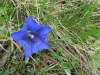 BreitblÃ¤ttriger Enzian,  Gentiana acaulis,  Gentiananceae