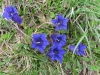 BreitblÃ¤ttriger Enzian,  Gentiana acaulis,  Gentiananceae