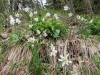 WeiÃe oder Dichter-Narzisse (Narcissus poeticus)  (Amaryllidaceae)