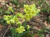 WaldschlÃ¼sselblume, Primula elatior, Primulaceae