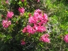 RostblÃ¤ttrige Alpenrose, Rhododendron ferrugineum