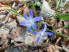 ZweiblÃ¤ttriger Blaustern, Sternhyazinthe, Meerzwiebel; Scilla bifolia, Liliaceae