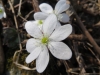 LeberblÃ¼mchenm Hepatica nobilis, HahnenfussgewÃ¤chse, Ranunculaceae
