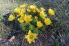 Frühlinsadonisröschen, Adonis vernalis, Ranunculaceae