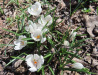 Frühlingskrokus; Crocus vernus