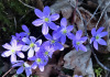 Leberblümchen, Anemone hepatica