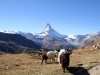Walliser Geissen mit Matterhorn 4478m